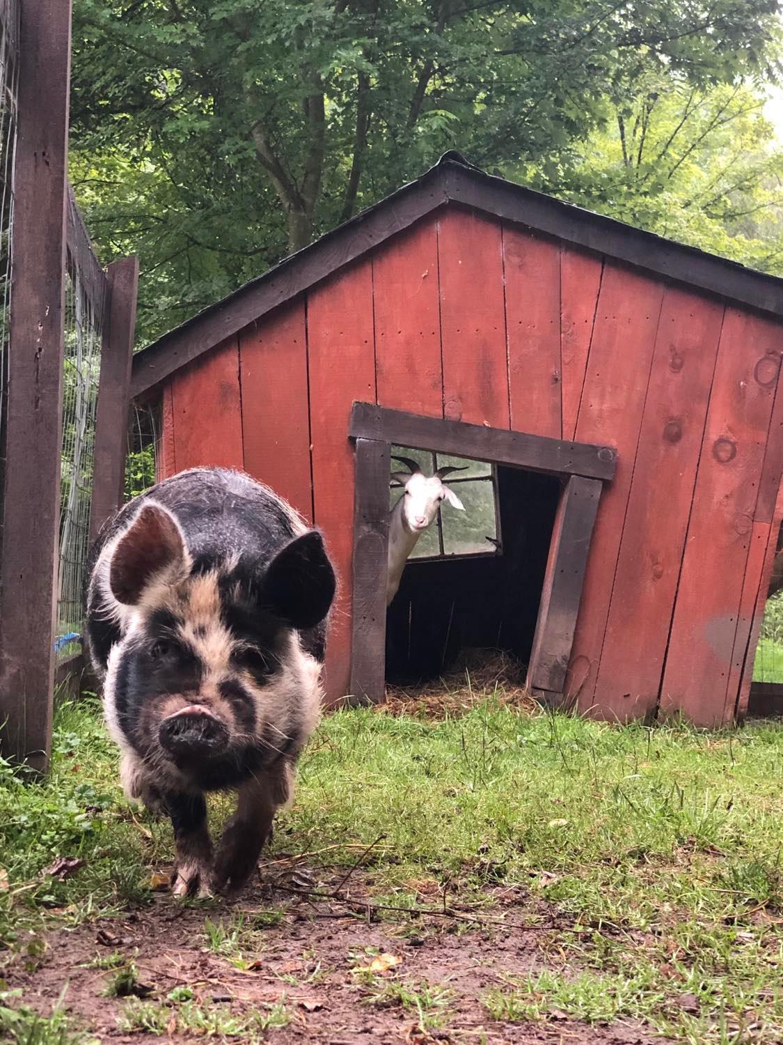 The Renovated Barn At Seneca Rocks Villa Buitenkant foto