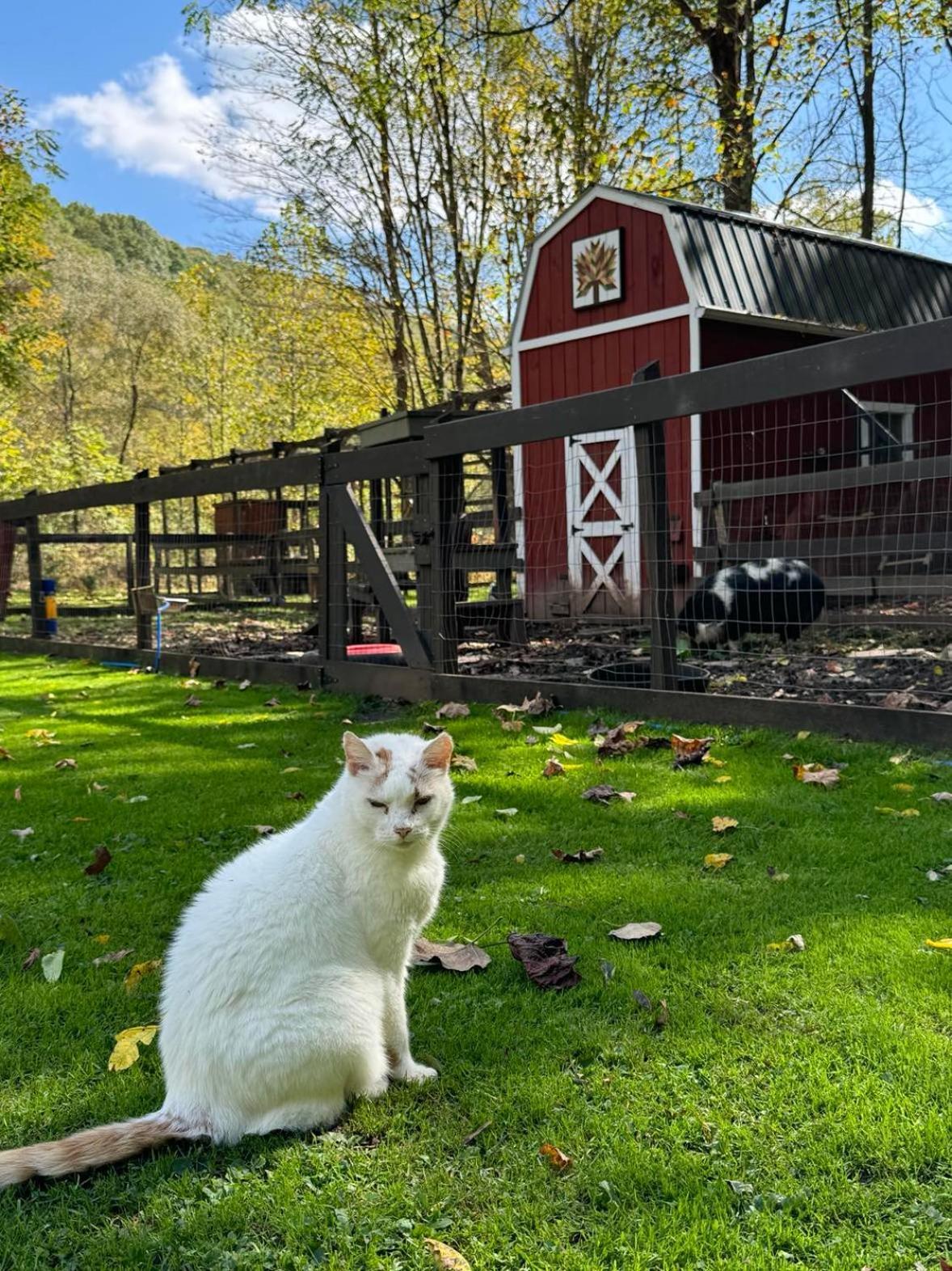 The Renovated Barn At Seneca Rocks Villa Buitenkant foto